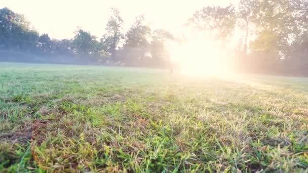 Der Reinrassige Border Collie Hund Rennt Aufgeregt Den Morgenpark Über — Stockvideo