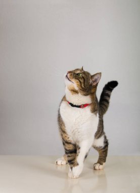 meraklı kedi arıyorum