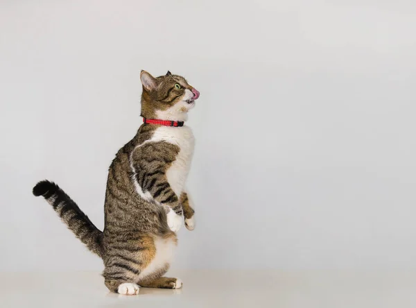 Kočka na dvou tlapách — Stock fotografie