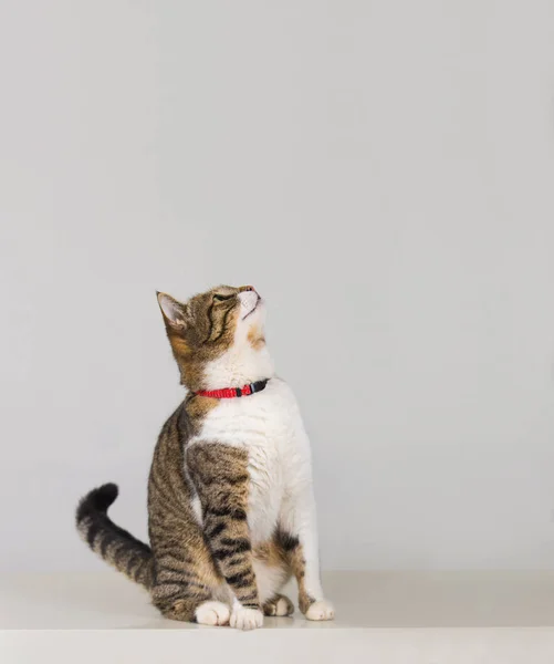 Котенок смотрит вверх — стоковое фото