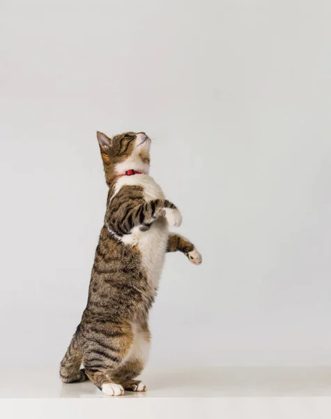 Hraní aktivní kočky — Stock fotografie