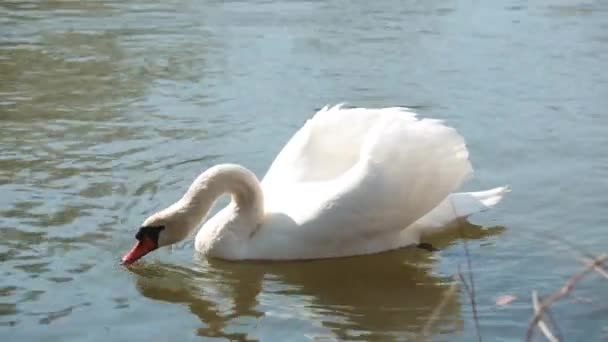 Swan baignade journée ensoleillée sur une rivière dans un parc de la ville.Wiild vie dans un parc de la ville .