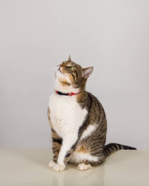 Kitty dikkatli bakmak