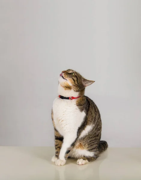 显示舌头的猫抬头看 — 图库照片