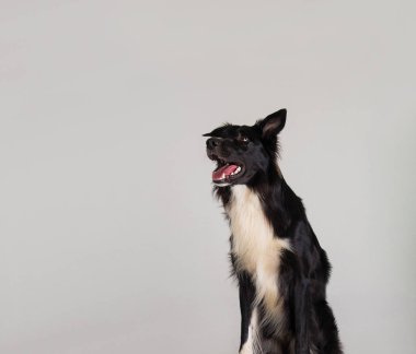 atonished köpek