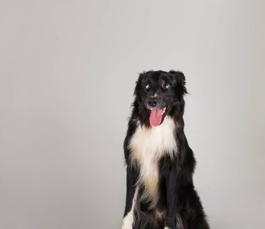 köpek uzak kopyalama alanı arıyor