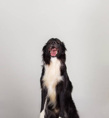 sınır collie ararken