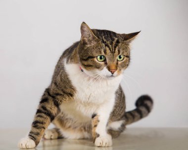 büyük gözlü meraklı kedi