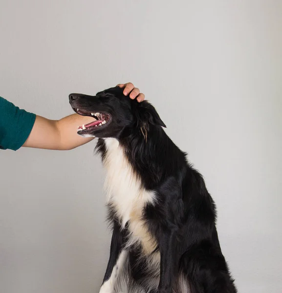 Owner caressing border collie — Stock Photo, Image
