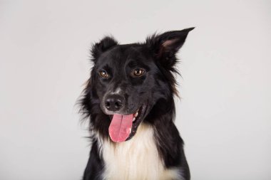Komik collie