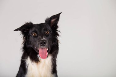sevimli sınır collie köpek
