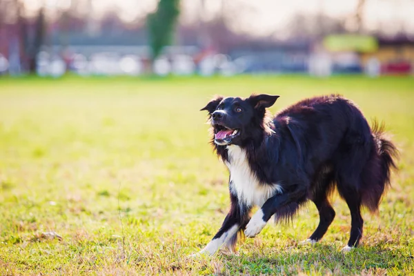 Juguetón frontera collie pastor perro divertido cara expresión jugando — Foto de Stock
