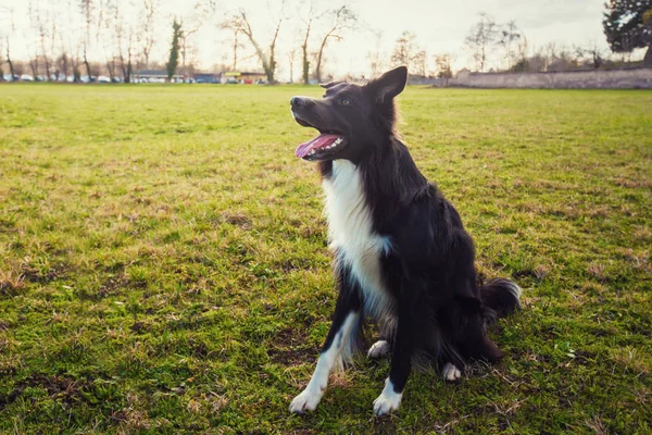 Smart Border Collie hund sittande utomhus på grönt gräs i th — Stockfoto