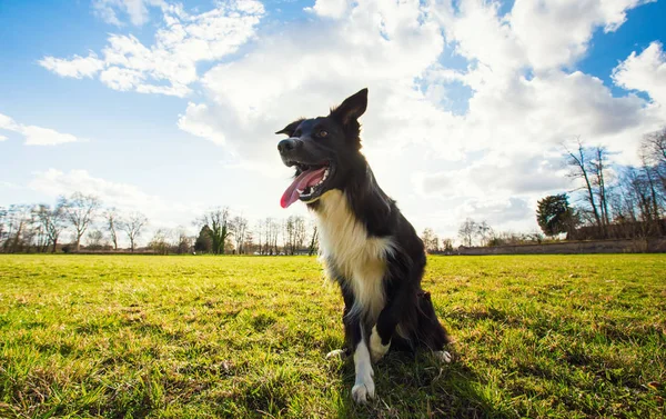 Lekfull renrasiga Border Collie hund spelar utomhus i staden — Stockfoto