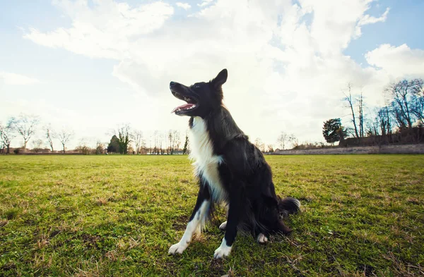 Border Collie hund sittande utomhus på det gröna gräset i parken — Stockfoto