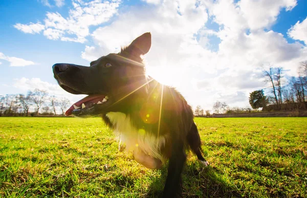 Lekfull renrasiga Border Collie hund kör utomhus i staden — Stockfoto