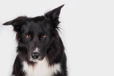 Beyaz duvar arkaplanı üzerinde fotokopi alanı olan kameraya bakan sevimli bir Border Collie 'nin yakın portresi..