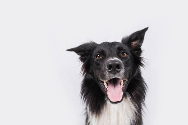 Safkan bir Collie Sınırı 'nın portresi. Gri duvar arka planında izole edilmiş kameraya bakıyor. Dilini gösteren komik siyah beyaz köpek..