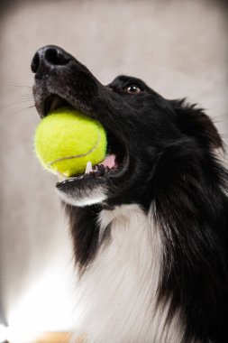  Border collie dog ağzında sarı bir top tutuyor. Border collie beyaz arka planda en sevdiği topla oynuyor..