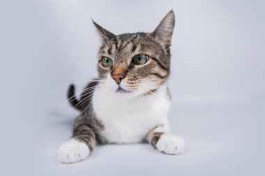 Beyaz arka planda korkmuş kedi. Korkmuş kedi yere yatıp kameraya bakıyor..