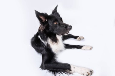 Özenli sınır köpeği yerde yatıyor ve beyaz arka planda izole edilmiş bir şekilde yukarı bakıyor. Ciddi köpek beyaz arka plana bakıyor.