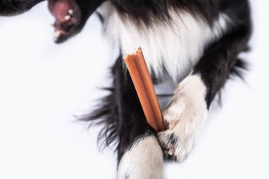 Border collie diş bakımı için oyuncak çiğniyor. Köpeğin ağız temizliği. .