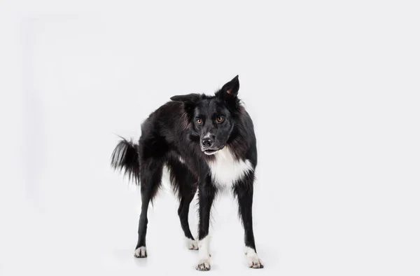 コピースペースとグレーの背景に隔離されたカメラを探して愛らしい純血ボーダーコリーの完全な長さの肖像画 面白い黒と白の犬は真剣にしようとします — ストック写真