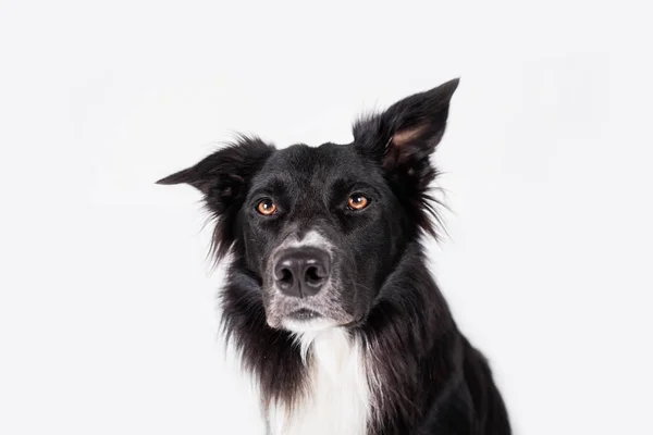 Full Length Portrait Adorable Purebred Border Collie Looking Annoyed Isolated — Stock Photo, Image