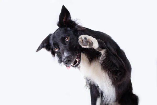 Close Portrait Adorable Purebred Border Collie Dog Looking Aside Raising — Stock Photo, Image