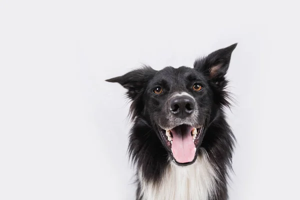 Close Portrait Adorable Purebred Border Collie Looking Camera Isolated Grey — Stock Photo, Image