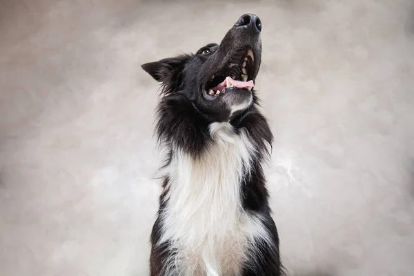Close up portrait of a adorable purebred Border Collie dog looking up to camera isolated over grey wall background. Funny black and white puppy showing tongue, mouth open.