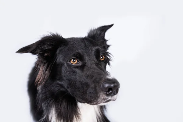 Close Portrait Adorable Purebred Border Collie Looking Camera Isolated Grey — Stock Photo, Image