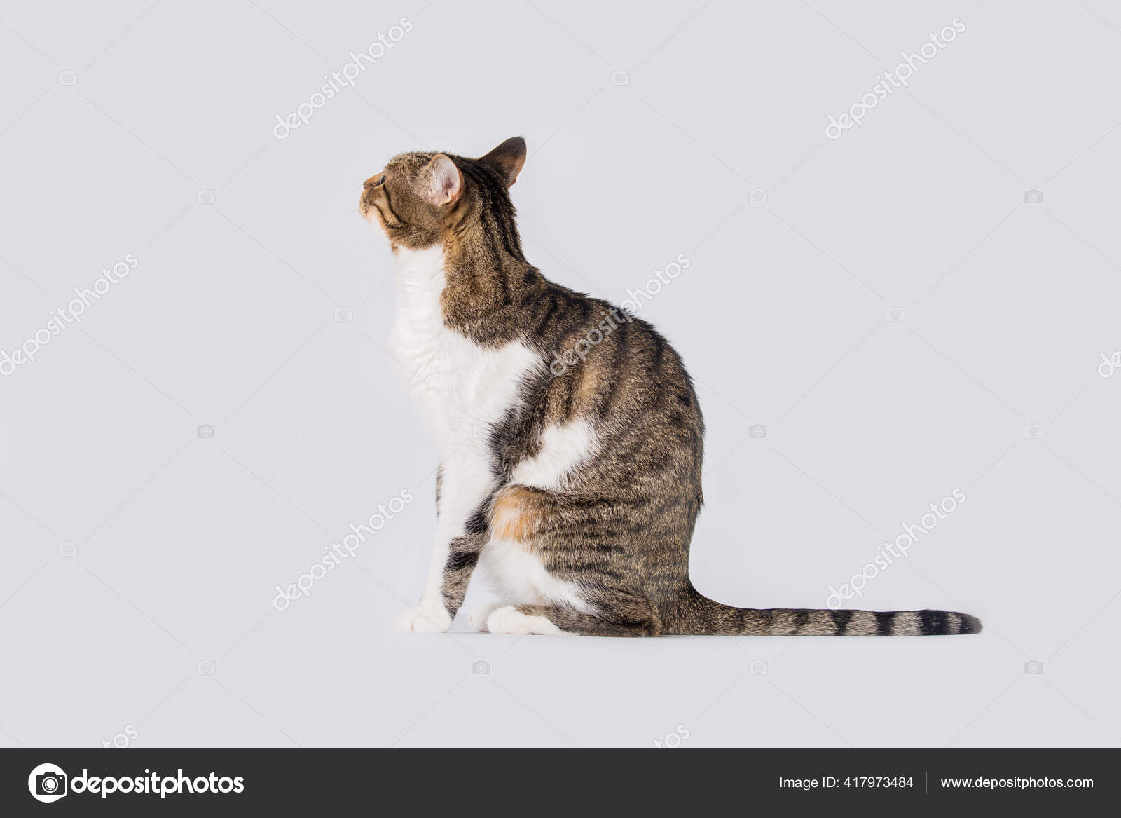 Chat Regardant Vers Hautisole Sur Fond Blanc Drole Curieux Chat Image Libre De Droit Par 1stunningart C Chat Regardant Vers Hautisole Sur Fond Blanc Drole Curieux Chat Image Libre De Droit Par 1stunningart C