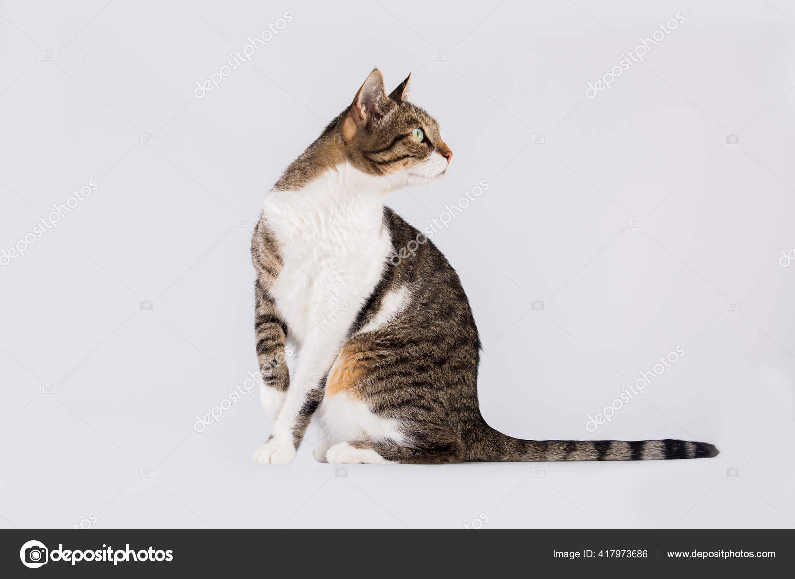 Closeup of a tabby cat looking back with an angry face Stock Photo by  wirestock