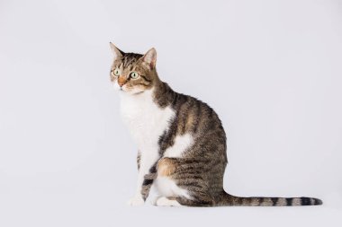 Kedi beyaz arka planda izole edilmiş kameraya bakıyor. Tuhaf çizgili kediden kameraya Gri duvar arkaplanında kopya alanı ile izole edilmiş.