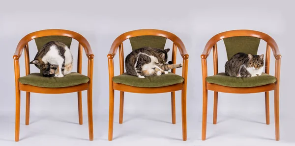 猫的习性坐在一张旧椅子上舔舔 用白色的背景洗自己 宠物习性概念 — 图库照片