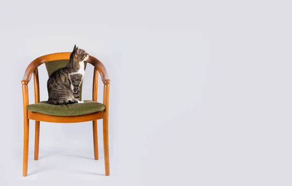 美丽可爱的猫坐在一张独特的旧椅子上 被白色的墙隔开 仰视着 — 图库照片