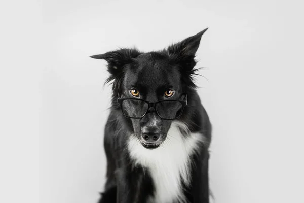 眼鏡をかけて面白い犬の肖像画を閉じます ショックを受けたボーダー コリーオタク学校に戻り動物知能の概念 愛らしいペットは脇にコピースペースと白の背景に隔離された見て — ストック写真