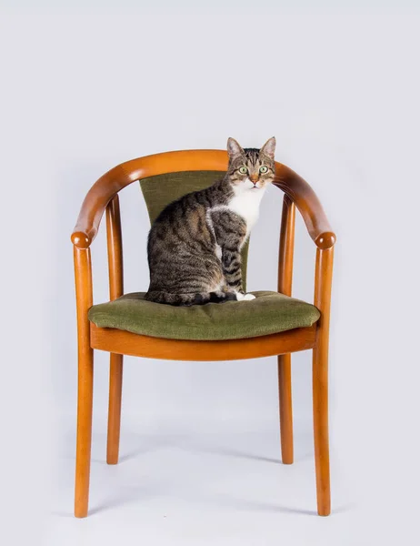 美丽而可爱的猫坐在他的新房子里 看着旁边的一张独特的旧椅子 它被白色的墙隔开了 宠物的概念 — 图库照片
