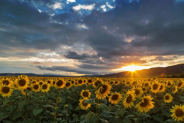 Ayçiçeği alan bulutlar arasında güneş ışınları