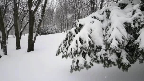 冬の間に公園で雪に覆われた木 — ストック動画