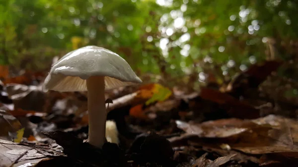 Strandja 山树上生长的小白菇 — 图库照片