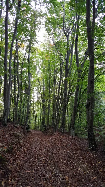 Caminho Coberto Com Folhas Floresta — Fotografia de Stock