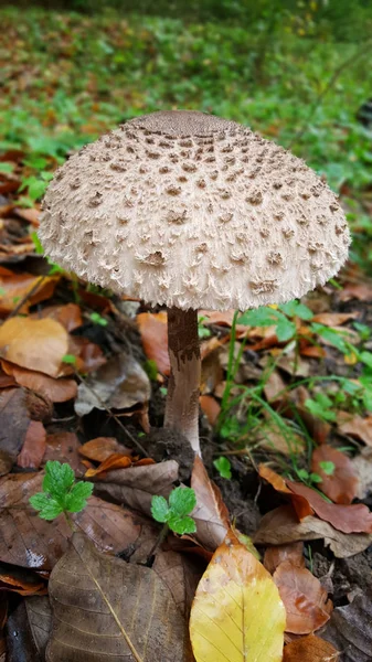 Strandja 山森林中的阳伞蘑菇生长 — 图库照片