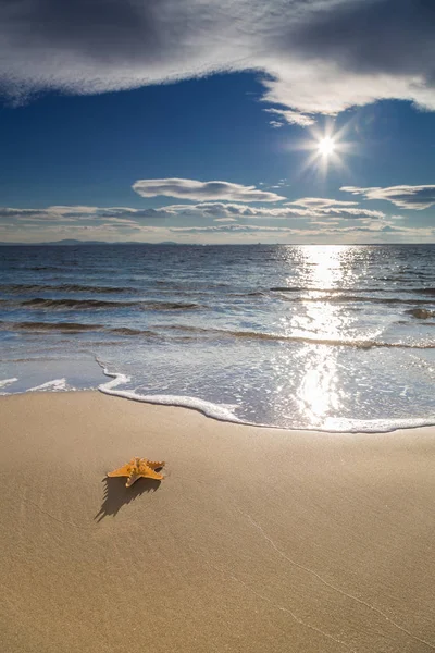 Starfish Beach Summer — Stock Photo, Image