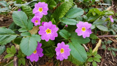 Çuha çiçeği çiçek Bahar, ormandaki