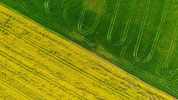 Campo Florescente Com Colza Trigo — Fotografia de Stock