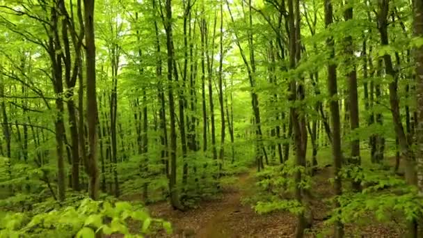 Krásný zelený bukový les v létě