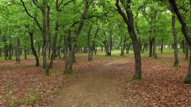 Bosque Roble Verde Verano — Vídeo de stock