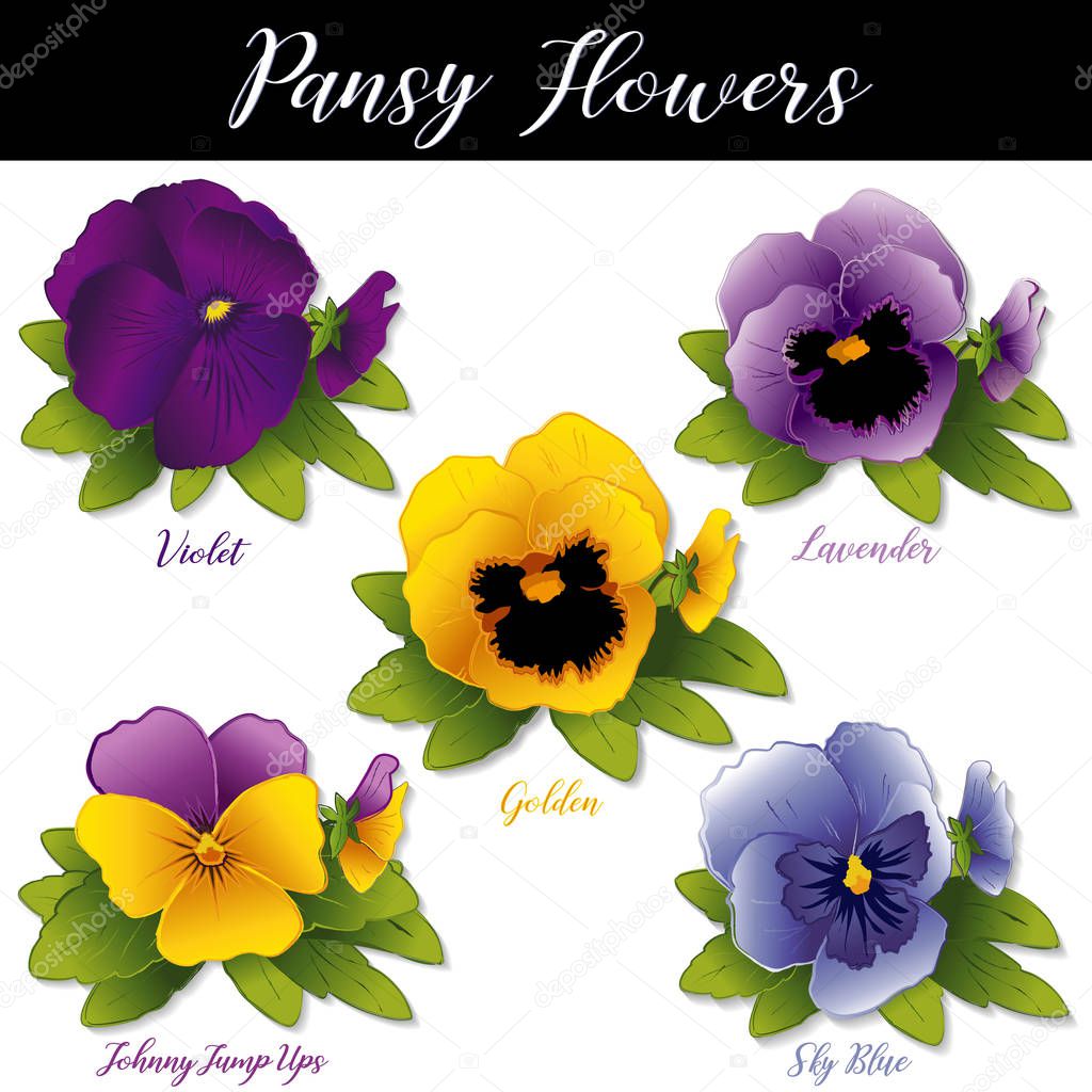 Pansies and Johnny Jump Ups (Violas). Spring flowers in purple, violet, lavender, golden and sky blue isolated on white background. 